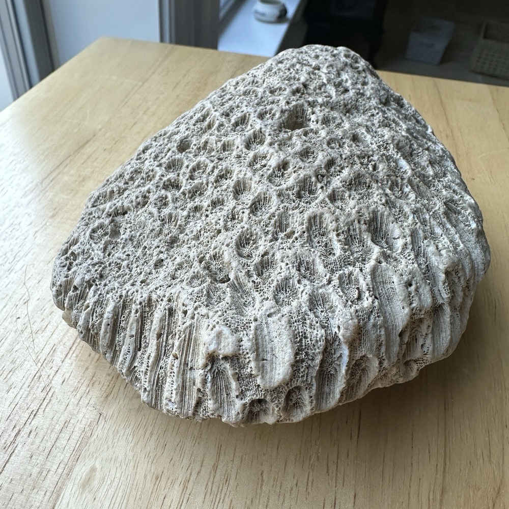Fossil Coral Colony Specimen 5.5" Detailed Tarrant County Texas Creek Find 42 oz - Picture 5 of 11